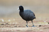 Image. Eurasian Coot
