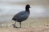 Image. Eurasian Coot