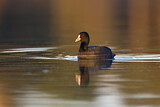 Image. Eurasian Coot