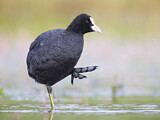 Image. Eurasian Coot