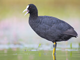Image. Eurasian Coot