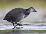 Image. Eurasian Coot