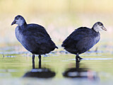 Image. Eurasian Coot