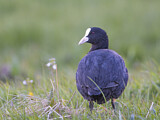 Image. Eurasian Coot
