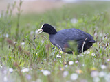 Image. Eurasian Coot