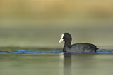 Image. Eurasian Coot