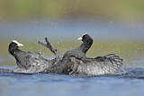 Image. Eurasian Coot