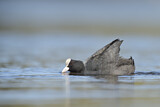 Image. Eurasian Coot