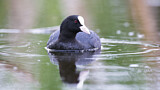 Image. Eurasian Coot