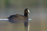 Image. Eurasian Coot