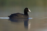 Image. Eurasian Coot