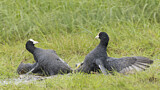 Image. Eurasian Coot