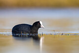 Image. Eurasian Coot