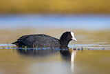 Image. Eurasian Coot