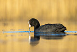Image. Eurasian Coot