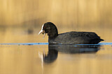 Image. Eurasian Coot