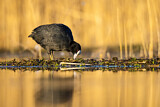 Image. Eurasian Coot