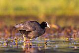 Image. Eurasian Coot
