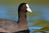 Image. Eurasian Coot
