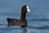 Image. Eurasian Coot