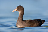 Image. Eurasian Coot