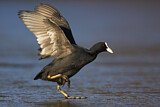Image. Eurasian Coot
