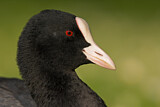 Image. Eurasian Coot