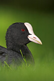 Image. Eurasian Coot
