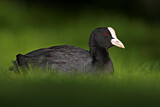 Image. Eurasian Coot