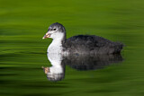 Image. Eurasian Coot