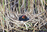 Image. Eurasian Coot