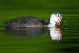 Image. Eurasian Coot