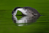 Image. Eurasian Coot
