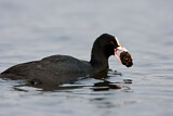 Image. Eurasian Coot