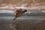 Image. Eurasian Coot