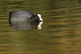 Image. Eurasian Coot