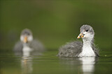 Image. Eurasian Coot