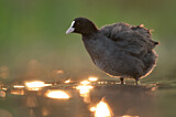 Image. Eurasian Coot