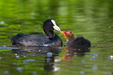 Image. Eurasian Coot