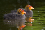 Image. Eurasian Coot