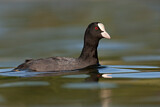 Image. Eurasian Coot