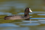 Image. Eurasian Coot