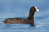 Image. Eurasian Coot