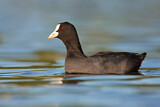 Image. Eurasian Coot