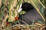 Image. Eurasian Coot