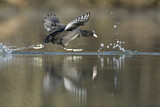 Image. Eurasian Coot
