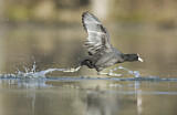 Image. Eurasian Coot