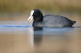 Image. Eurasian Coot
