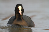 Image. Eurasian Coot