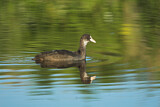 Image. Eurasian Coot